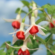 Fuchsien